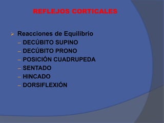 REFLEJOS CORTICALES
 Reacciones de Equilibrio
– DECÚBITO SUPINO
– DECÚBITO PRONO
– POSICIÓN CUADRUPEDA
– SENTADO
– HINCADO
– DORSIFLEXIÓN
 