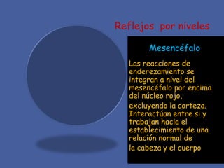 Reflejos por niveles
Mesencéfalo:
Las reacciones de
enderezamiento se
integran a nivel del
mesencéfalo por encima
del núcleo rojo,
excluyendo la corteza.
Interactúan entre si y
trabajan hacia el
establecimiento de una
relación normal de
la cabeza y el cuerpo
 