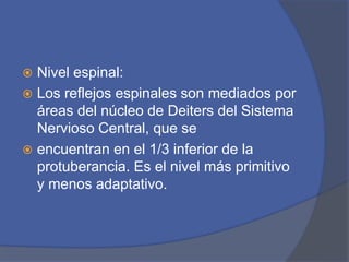  Nivel espinal:
 Los reflejos espinales son mediados por
áreas del núcleo de Deiters del Sistema
Nervioso Central, que se
 encuentran en el 1/3 inferior de la
protuberancia. Es el nivel más primitivo
y menos adaptativo.
 