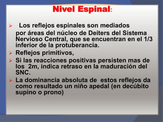 Nivel Espinal:
 Los reflejos espinales son mediados
por áreas del núcleo de Deiters del Sistema
Nervioso Central, que se encuentran en el 1/3
inferior de la protuberancia.
 Reflejos primitivos,
 Si las reacciones positivas persisten mas de
los 2m, indica retraso en la maduración del
SNC.
 La dominancia absoluta de estos reflejos da
como resultado un niño apedal (en decúbito
supino o prono)
 