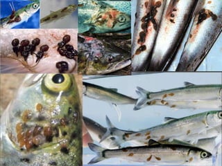 27.4.20152015©erlendursteinar@gmail.com 15
 