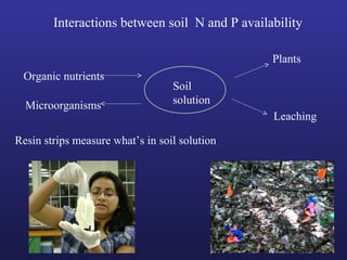 Interactions between soil N and P availability
Soil
solution
Organic nutrients
Microorganisms
Plants
Leaching
Resin strips measure what’s in soil solution
 