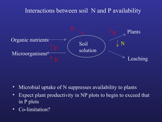 Interactions between soil N and P availability
Soil
solution
Organic nutrients
Microorganisms
Plants
Leaching
P
P
N
P
N
• Microbial uptake of N suppresses availability to plants
• Expect plant productivity in NP plots to begin to exceed that
in P plots
• Co-limitation?
 