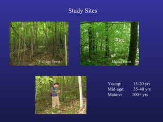 Mid-age forest Mature forest
Young: 15-20 yrs
Mid-age: 35-40 yrs
Mature: 100+ yrs
Study Sites
 