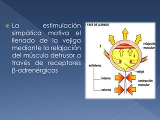    La       estimulación
    simpática motiva el
    llenado de la vejiga
    mediante la relajación
    del músculo detrusor a
    través de receptores
    β-adrenérgicos
 