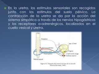    En la uretra, los estímulos sensoriales son recogidos
    junto con los estímulos del suelo pélvico. La
    contracción de la uretra se da por la acción del
    sistema simpático a través de los nervios hipogástricos
    y los receptores a-adrenérgicos, localizados en el
    cuello vesical y uretra.
 