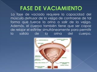 La fase de vaciado requiere la capacidad del
músculo detrusor de la vejiga de contraerse de tal
forma que fuerce la orina a salir de la vejiga.
Además, el cuerpo también tiene que ser capaz
de relajar el esfínter simultáneamente para permitir
la    salida     de      la   orina  del   cuerpo.
 