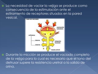    La necesidad de vaciar la vejiga se produce como
    consecuencia de la estimulación ante el
    estiramiento de receptores situados en la pared
    vesical.




   Durante la micción se produce el vaciado completo
    de la vejiga para lo cual es necesario que el tono del
    detrusor supere la resistencia uretral a la salida de
    orina.
 