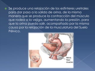    Se produce una relajación de los esfínteres uretrales
    para dar paso a la salida de orina, de la misma
    manera que se produce la contracción del músculo
    que rodea a la vejiga, aumentando la presión, para
    que la orina pueda salir, acompañado por la misma
    causa por la relajación de la musculatura del Suelo
    Pélvico.
 