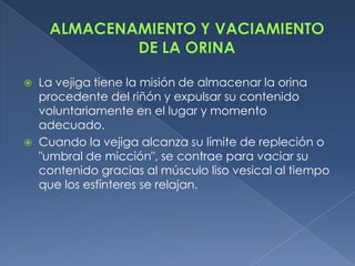  La vejiga tiene la misión de almacenar la orina
  procedente del riñón y expulsar su contenido
  voluntariamente en el lugar y momento
  adecuado.
 Cuando la vejiga alcanza su límite de repleción o
  "umbral de micción", se contrae para vaciar su
  contenido gracias al músculo liso vesical al tiempo
  que los esfínteres se relajan.
 