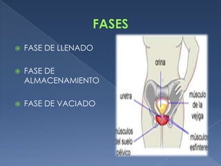    FASE DE LLENADO

   FASE DE
    ALMACENAMIENTO

   FASE DE VACIADO
 