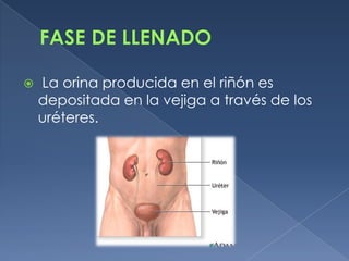    La orina producida en el riñón es
    depositada en la vejiga a través de los
    uréteres.
 