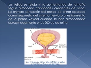 La vejiga se relaja y va aumentando de tamaño
según almacena cantidades crecientes de orina.
La primera sensación del deseo de orinar aparece
como respuesta del sistema nervioso al estiramiento
de la pared vesical cuando se han almacenado
aproximadamente unos 200 cc de orina.
 