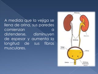 A medida que la vejiga se
llena de orina, sus paredes
comienzan                 a
distenderse,     disminuyen
de espesor y aumenta la
longitud de sus fibras
musculares.
 