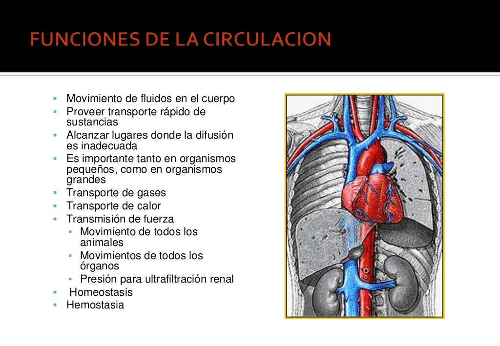 Unidad 2 Circulacion Mayor Y Menor