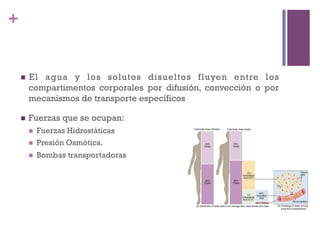 +


    n    El agua y los solutos disueltos fluyen entre los
          compartimentos corporales por difusión, convección o por
          mecanismos de transporte específicos

    n    Fuerzas que se ocupan:
          n    Fuerzas Hidrostáticas
          n    Presión Osmótica.
          n    Bombas transportadoras
 