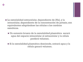 +


    n    La osmolalidad extracelular, dependiente de [Na], y la
          intracelular, dependiente de la concentración de potasio, son
          equivalentes adaptándose las células a los cambios
          osmóticos.

          n    Un aumento brusco de la osmolalidad plasmática sacará
                 agua del espacio intracelular al extracelular y la célula
                                   perderá volumen.

          n    Si la osmolalidad plasmática desciende, entrará agua y la
                                 célula ganará volumen.
 