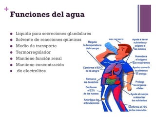+
    Funciones del agua

         Líquido para secreciones glandulares
         Solvente de reacciones químicas
         Medio de transporte
         Termorregulador
         Mantiene función renal
         Mantiene concentración
    n    de electrolitos
 