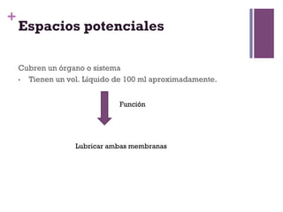 +
    Espacios potenciales

    Cubren un órgano o sistema
    •  Tienen un vol. Líquido de 100 ml aproximadamente.



                              Función




                  Lubricar ambas membranas
 