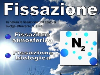 In natura la fissazione dell’azoto si svolge attraverso due vie: Fissazione atmosferica Fissazione biologica Fissazione 