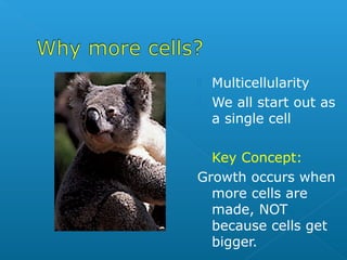    Multicellularity
   We all start out as
    a single cell

 Key Concept:
Growth occurs when
  more cells are
  made, NOT
  because cells get
  bigger.
 