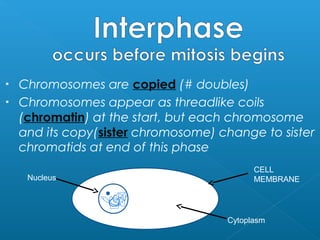 •   Chromosomes are copied (# doubles)
•   Chromosomes appear as threadlike coils
    (chromatin) at the start, but each chromosome
    and its copy(sister chromosome) change to sister
    chromatids at end of this phase
                                           CELL
     Nucleus                               MEMBRANE




                                     Cytoplasm
 