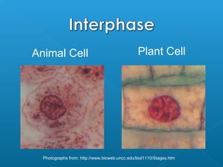Animal Cell                                    Plant Cell




  Photographs from: http://www.bioweb.uncc.edu/biol1110/Stages.htm
 