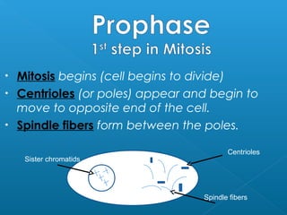 • Mitosis begins (cell begins to divide)
• Centrioles (or poles) appear and begin to
  move to opposite end of the cell.
• Spindle fibers form between the poles.

                                        Centrioles
    Sister chromatids




                                 Spindle fibers
 