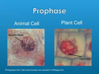 Animal Cell                                         Plant Cell

   Spindle fibers




                                                                     Centrioles



Photographs from: http://www.bioweb.uncc.edu/biol1110/Stages.htm
 