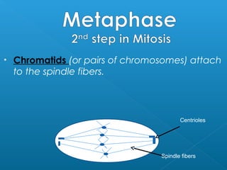 •   Chromatids (or pairs of chromosomes) attach
    to the spindle fibers.




                                         Centrioles




                                  Spindle fibers
 