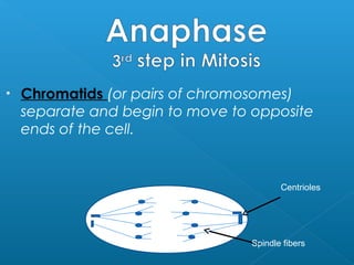 •   Chromatids (or pairs of chromosomes)
    separate and begin to move to opposite
    ends of the cell.


                                        Centrioles




                                 Spindle fibers
 