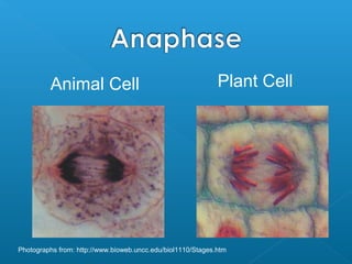 Animal Cell                                         Plant Cell




Photographs from: http://www.bioweb.uncc.edu/biol1110/Stages.htm
 