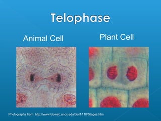 Animal Cell                                         Plant Cell




Photographs from: http://www.bioweb.uncc.edu/biol1110/Stages.htm
 