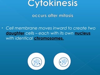 •   Cell membrane moves inward to create two
    daughter cells – each with its own nucleus
    with identical chromosomes.
 