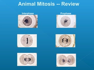 Animal Mitosis -- Review
 Interphase     Prophase




 Metaphase      Anaphase




 Telophase      Interphase
 