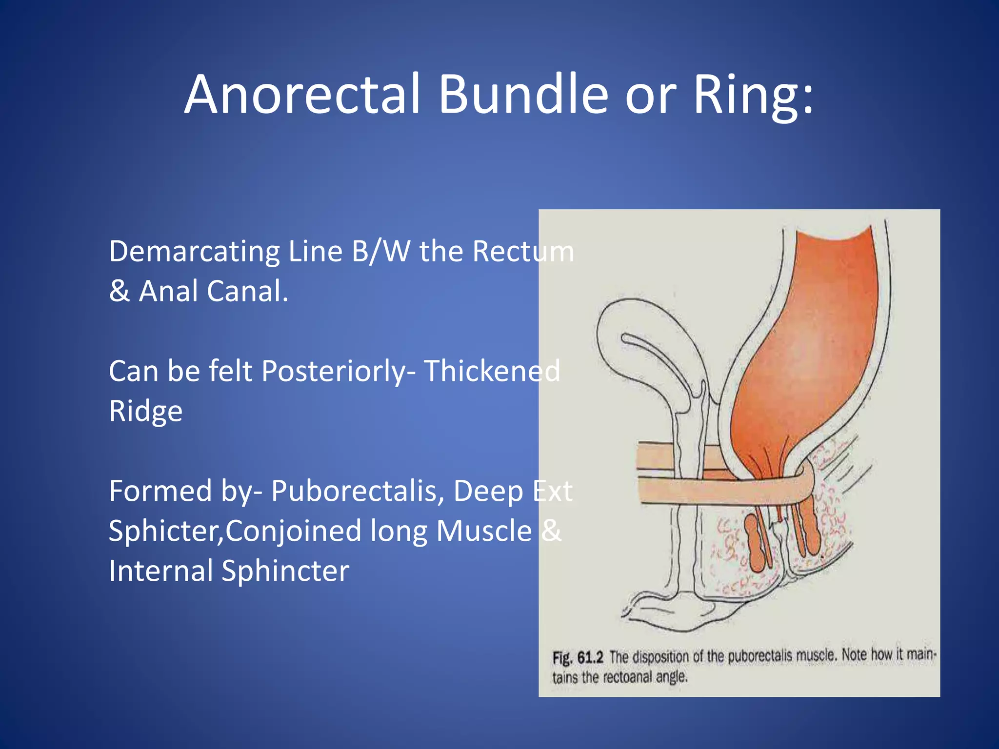 Anorectal Bundle or Ring:
Demarcating Line B/W the Rectum
& Anal Canal.
Can be felt Posteriorly- Thickened
Ridge
Formed by- Puborectalis, Deep Ext
Sphicter,Conjoined long Muscle &
Internal Sphincter
 