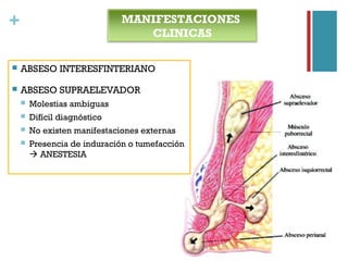 + MANIFESTACIONES
CLINICAS
 ABSESO INTERESFINTERIANO
 ABSESO SUPRAELEVADOR
 Molestias ambiguas
 Difícil diagnóstico
 No existen manifestaciones externas
 Presencia de induración o tumefacción
 ANESTESIA
 
