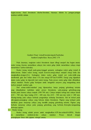 bagian stroma. Hasil fotosintesis disebut fotosintat, biasanya dikirim ke jaringan-jaringan
terdekat terlebih dahulu.
Gambar1.Pusat LokasiFotosintesispadaTumbuhan.
Sumber:Campbelldan Reece,2002 :178
Pada dasarnya, rangkaian reaksi fotosintesis dapat dibagi menjadi dua bagian utama:
reaksi terang (karena memerlukan cahaya) dan reaksi gelap (tidak memerlukan cahaya tetapi
memerlukan karbon dioksida).
Reaksi terang terjadi pada grana (tunggal: granum), sedangkan reaksi gelap terjadi di
dalam stroma. Dalam reaksi terang, terjadi konversi energi cahaya menjadi energi kimia dan
menghasilkan oksigen (O2). Sedangkan dalam reaksi gelap terjadi seri reaksi siklik yang
membentuk gula dari bahan dasar CO2 dan energi ATP dan NADPH. Energi yang digunakan
dalam reaksi gelap ini diperoleh dari reaksi terang. Pada proses reaksi gelap tidak dibutuhkan
cahaya matahari. Reaksi gelap bertujuan untuk mengubah senyawa yang mengandung atom
karbon menjadi molekul gula.
Dari semua radiasi matahari yang dipancarkan, hanya panjang gelombang tertentu
yang dimanfaatkan tumbuhan untuk proses fotosintesis, yaitu panjang gelombang yang
berada pada kisaran cahaya tampak (380-700 nm). Cahaya tampak terbagi atas cahaya merah
(610 - 700 nm), hijau kuning (510 - 600 nm), biru (410 - 500 nm) dan violet (< 400 nm).
Masing-masing jenis cahaya berbeda pengaruhnya terhadap fotosintesis. Hal ini terkait pada
sifat pigmen penangkap cahaya yang bekerja dalam fotosintesis. Pigmen yang terdapat pada
membran grana menyerap cahaya yang memiliki panjang gelombang tertentu. Pigmen yang
berbeda menyerap cahaya pada panjang gelombang yang berbeda. Kloroplas mengandung
beberapa pigmen.
3. Reaksi terang
Reaksi terang adalah proses untuk menghasilkan ATP dan reduksiNADPH2. Reaksi
ini memerlukan molekul air dan cahaya matahari. Proses diawali dengan
penangkapan foton oleh pigmen sebagai antena.
 