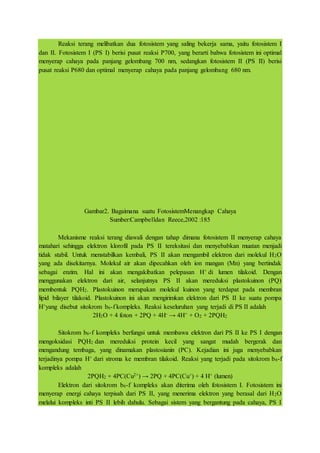 Reaksi terang melibatkan dua fotosistem yang saling bekerja sama, yaitu fotosistem I
dan II. Fotosistem I (PS I) berisi pusat reaksi P700, yang berarti bahwa fotosistem ini optimal
menyerap cahaya pada panjang gelombang 700 nm, sedangkan fotosistem II (PS II) berisi
pusat reaksi P680 dan optimal menyerap cahaya pada panjang gelombang 680 nm.
Gambar2. Bagaimana suatu FotosistemMenangkap Cahaya
Sumber:Campbelldan Reece,2002 :185
Mekanisme reaksi terang diawali dengan tahap dimana fotosistem II menyerap cahaya
matahari sehingga elektron klorofil pada PS II tereksitasi dan menyebabkan muatan menjadi
tidak stabil. Untuk menstabilkan kembali, PS II akan mengambil elektron dari molekul H2O
yang ada disekitarnya. Molekul air akan dipecahkan oleh ion mangan (Mn) yang bertindak
sebagai enzim. Hal ini akan mengakibatkan pelepasan H+ di lumen tilakoid. Dengan
menggunakan elektron dari air, selanjutnya PS II akan mereduksi plastokuinon (PQ)
membentuk PQH2. Plastokuinon merupakan molekul kuinon yang terdapat pada membran
lipid bilayer tilakoid. Plastokuinon ini akan mengirimkan elektron dari PS II ke suatu pompa
H+yang disebut sitokrom b6-f kompleks. Reaksi keseluruhan yang terjadi di PS II adalah
2H2O + 4 foton + 2PQ + 4H- → 4H+ + O2 + 2PQH2
Sitokrom b6-f kompleks berfungsi untuk membawa elektron dari PS II ke PS I dengan
mengoksidasi PQH2 dan mereduksi protein kecil yang sangat mudah bergerak dan
mengandung tembaga, yang dinamakan plastosianin (PC). Kejadian ini juga menyebabkan
terjadinya pompa H+ dari stroma ke membran tilakoid. Reaksi yang terjadi pada sitokrom b6-f
kompleks adalah
2PQH2 + 4PC(Cu2+) → 2PQ + 4PC(Cu+) + 4 H+ (lumen)
Elektron dari sitokrom b6-f kompleks akan diterima oleh fotosistem I. Fotosistem ini
menyerap energi cahaya terpisah dari PS II, yang menerima elektron yang berasal dari H2O
melalui kompleks inti PS II lebih dahulu. Sebagai sistem yang bergantung pada cahaya, PS I
 