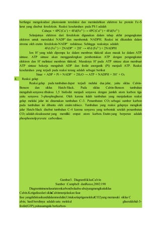 berfungsi mengoksidasi plastosianin tereduksi dan memindahkan elektron ke protein Fe-S
larut yang disebut feredoksin. Reaksi keseluruhan pada PS I adalah
Cahaya + 4PC(Cu+) + 4Fd(Fe3+) → 4PC(Cu2+) + 4Fd(Fe2+)
Selanjutnya elektron dari feredoksin digunakan dalam tahap akhir pengangkutan
elektron untuk mereduksi NADP+ dan membentuk NADPH. Reaksi ini dikatalisis dalam
stroma oleh enzim feredoksin-NADP+ reduktase. Sehingga reaksinya adalah:
4Fd (Fe2+) + 2NADP+ + 2H+ → 4Fd (Fe3+) + 2NADPH
Ion H+ yang telah dipompa ke dalam membran tilakoid akan masuk ke dalam ATP
sintase. ATP sintase akan menggandengkan pembentukan ATP dengan pengangkutan
elektron dan H+ melintasi membran tilakoid. Masuknya H+ pada ATP sintase akan membuat
ATP sintase bekerja mengubah ADP dan fosfat anorganik (Pi) menjadi ATP. Reaksi
keseluruhan yang terjadi pada reaksi terang adalah sebagai berikut
Sinar + ADP + Pi + NADP+ + 2H2O → ATP + NADPH + 3H+ + O2
4. Reaksi gelap
Reaksi gelap pada tumbuhan dapat terjadi melalui dua jalur, yaitu siklus Calvin-
Benson dan siklus Hatch-Slack. Pada siklus Calvin-Benson tumbuhan
mengubah senyawa ribulosa 1,5 bisfosfat menjadi senyawa dengan jumlah atom karbon tiga
yaitu senyawa 3-phosphogliserat. Oleh karena itulah tumbuhan yang menjalankan reaksi
gelap melalui jalur ini dinamakan tumbuhan C-3. Penambatan CO2 sebagai sumber karbon
pada tumbuhan ini dibantu oleh enzim rubisco. Tumbuhan yang reaksi gelapnya mengikuti
jalur Hatch-Slack disebut tumbuhan C-4 karena senyawa yang terbentuk setelah penambatan
CO2 adalah oksaloasetat yang memiliki empat atom karbon. Enzim yang berperan adalah
phosphoenolpyruvate carboxilase.
Gambar3. DiagramSiklusCalvin
Sumber :Campbell danReece,2002:190
Diagraminimenelusuriatomkarbon(bolaabu-abu)yangmengikutisiklus
Calvin.Ketigafasedari siklusCalvinmenjelaskan fase-
fase yangdidiskusikandidalammodulini.UntuksetiaptigamolekulCO2yang memasuki siklus C
alvin; hasil bersihnya adalah satu molekul gliseraldehid-3-
fosfat(G3P),yaitusuatugula berkarbon-
 