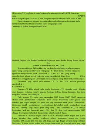 3.UntuksetiapG3Pyangdisintesis,siklusCalvinmenghabiskansembilanmolekulATP danenamm
olekul NADPH.
Reaksi terangmelanjutkan siklus Calvin denganmenghasilkankembaliATP danNADPH.
Dalam hubungannya dengan pembentukankarbohidratdalamprosesfotosintesis, karbo
hidratini merupakan hasil kerjasamaantara reaksi terangdengan siklus
Calvinseperti terlihat dalamgambarberikutini:
Gambar4.Diagram Alur IkhtisarFotosintesis:Kerjasama antara Reaksi Terang dengan SiklusC
alvin.
Sumber :CampbelldanReece,2002 :180
KeteranganGambar: Didalamkloroplas, membrantilakoidadalah tempatberlangsungny
areaksi terang; sedangkan siklus Calvin berlangsung di dalam stroma. Reaksi terang me
nggunakan eneergi matahari untuk membentuk ATP daan NADPH, yang masing-
masing berfungsi sebagai energi kimia dan tenaga peereduksi di dalam siklus Calvin.
SiklusCalvin menggabungkan CO2menjadi molekulorganik, yang dikonversikanmenjadigula.
Fotosintesis yang terjadi pada tanaman C3, C4 dan CAM berbeda prosesnya,
sepertiberikut :
A. Tumbuhan C3
Tanaman C3 lebih adaptif pada kondisi kandungan CO2 atmosfer tinggi. Sebagian
besar tanaman pertanian, seperti gandum, kentang, kedelai, kacang-kacangan, dan kapas
merupakan tanaman dari kelompok C3.
Pada tanaman C3, enzim yang menyatukan CO2 dengan RuBP (RuBP merupakan
substrat untuk pembentukan karbohidrat dalam proses fotosintesis) dalam proses awal
assimilasi, juga dapat mengikat O2 pada saat yang bersamaan untuk proses fotorespirasi (
fotorespirasi adalah respirasi,proses pembongkaran karbohidrat untuk menghasilkan energi
dan hasil samping, yang terjadi pada siang hari) . Jika konsentrasi CO2 di atmosfir
ditingkatkan, hasil dari kompetisi antara CO2 dan O2 akan lebih menguntungkan CO2,
sehingga fotorespirasi terhambat dan assimilasi akan bertambah besar.
Tumbuhan C3 tumbuh dengan karbon fiksasi C3 biasanya tumbuh dengan baik di area
dimana intensitas sinar matahari cenderung sedang, temperature sedang dan dengan
konsentrasi CO2 sekitar 200 ppm atau lebih tinggi, dan juga dengan air tanah yang berlimpah.
Tumbuhan C3 harus berada dalam area dengan konsentrasi gas karbondioksida yang tinggi
 