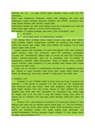buah-buah dan sel – sel tanpa klorofil lainnya ditemukan suqatu isozim dari PEP-
karboksilase.
Reaksi untuk mengkonversi oksaloasetat menjadi malat dirangsang oleh enzim malat
dehidrogenase dengan kebutuhan elektronnya disediakan oleh NHDPH. Oksaleasetat harus
masuk kedalam kloroplas untuk direduksi menjadi malat.
Pembentukkan aspartat dari malat terjadi didalam sitosol dan membutuhkan asam amino lain
sebagai sumber gugus aminonya. Proses ini disebut transaminasi.
Pada tumbuhan C-4 terdapat pembagian tugas antara 2 jenis sel fotosintetik, yakni :
1. sel mesofil
2. sel-sel bundle sheath/ sel seludang-berkas pembuluh.
Sel seludang berkas pembuluh disusun menjadi kemasan yang sangat padat disekitar
berkas pembuluh. Diantara seludang-berkas pembuluh dan permukaan daun terdapat sel
mesofil yang tersusun agak longgar. Siklus calvin didahului oleh masuknya CO2 ke dalam
senyawa organic dalam mesofil.
Langkah pertama ialah penambahan CO2 pada fosfoenolpirufat (PEP) untuk membentuk
produk berkarbon empat yaitu oksaloasetat, Enzim PEP karboksilase menambahkan
CO2 pada PEP. Karbondioksida difiksasi dalam sel mesofil oleh enzim PEP karboksilase.
Senyawa berkarbon-empat-malat, dalam hal ini menyalurkan atom CO2 kedalam sel
seludang-berkas pembuluh, melalui plasmodesmata. Dalam sel seludang –berkas pembuluh,
senyawa berkarbon empat melepaskan CO2 yang diasimilasi ulang kedalam materi organic
oleh robisco dan siklus Calvin.
Dengan cara ini, fotosintesis C4 meminimumkan fotorespirasi dan meningkatkan produksi
gula. Adaptasi ini sangat bermanfaat dalam daerah panas dengan cahaya matahari yang
banyak, dan dilingkungan seperti inilah tumbuhan C4sering muncul dan tumbuh subur
C. Tumbuhan CAM
Tumbuhan C4 dan CAMlebih adaptif di daerah panas dan kering. Crassulacean acid
metabolism ( CAM), tanaman ini mengambil CO2 pada malam hari, dan mengunakannya
untuk fotosistensis pada siang harinya. Meski tidak menguarkan oksigen dimalam hari,
namun dengan memakan CO2 yang beredar, tanaman ini sudah membantu kita semua
menghirup udara bersih, lebih sehat, menyejukkan dan menyegarkan bumi, tempat tinggal
dan ruangan. Jadi, cocok buat taruh di ruang tidur misalnya. Sayang, hanya sekitar 5%
tanaman jenis ini. Tumbuhan CAM yang dapat mudah ditemukan adalah nanas, kaktus, dan
bunga lili.
Tanaman CAM , pada kelompok ini penambatan CO2 seperti pada tanaman C4, tetapi
dilakukan pada malam hari dan dibentuk senyawa dengan gugus 4-C. Pada hari berikutnya (
siang hari ) pada saat stomata dalam keadaan tertutup terjadi dekarboksilase senyawa C4
tersebut dan penambatan kembali CO2 melalui kegiatan Rudp karboksilase. Jadi
tanamanCAMmempunyai beberapa persamaan dengan kelompok C4 yaitu dengan adanya
dua tingkat sistem penambatan CO2.
 