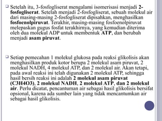    Setelah itu, 3-fosfogliserat mengalami isomerisasi menjadi 2-
    fosfogliserat. Setelah menjadi 2-fosfogliserat, sebuah molekul air
    dari masing-masing 2-fosfogliserat dipisahkan, menghasilkan
    fosfoenolpiruvat. Terakhir, masing-masing fosfoenolpiruvat
    melepaskan gugus fosfat terakhirnya, yang kemudian diterima
    oleh dua molekul ADP untuk membentuk ATP, dan berubah
    menjadi asam piruvat.


   Setiap pemecahan 1 molekul glukosa pada reaksi glikolisis akan
    menghasilkan produk kotor berupa 2 molekul asam piruvat, 2
    molekul NADH, 4 molekul ATP, dan 2 molekul air. Akan tetapi,
    pada awal reaksi ini telah digunakan 2 molekul ATP, sehingga
    hasil bersih reaksi ini adalah 2 molekul asam piruvat
    (C3H4O3), 2 molekul NADH, 2 molekul ATP, dan 2 molekul
    air. Perlu dicatat, pencantuman air sebagai hasil glikolisis bersifat
    opsional, karena ada sumber lain yang tidak mencantumkan air
    sebagai hasil glikolisis.
 