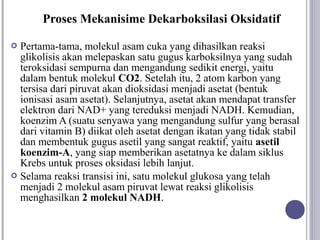 Proses Mekanisime Dekarboksilasi Oksidatif

 Pertama-tama, molekul asam cuka yang dihasilkan reaksi
  glikolisis akan melepaskan satu gugus karboksilnya yang sudah
  teroksidasi sempurna dan mengandung sedikit energi, yaitu
  dalam bentuk molekul CO2. Setelah itu, 2 atom karbon yang
  tersisa dari piruvat akan dioksidasi menjadi asetat (bentuk
  ionisasi asam asetat). Selanjutnya, asetat akan mendapat transfer
  elektron dari NAD+ yang tereduksi menjadi NADH. Kemudian,
  koenzim A (suatu senyawa yang mengandung sulfur yang berasal
  dari vitamin B) diikat oleh asetat dengan ikatan yang tidak stabil
  dan membentuk gugus asetil yang sangat reaktif, yaitu asetil
  koenzim-A, yang siap memberikan asetatnya ke dalam siklus
  Krebs untuk proses oksidasi lebih lanjut.
 Selama reaksi transisi ini, satu molekul glukosa yang telah
  menjadi 2 molekul asam piruvat lewat reaksi glikolisis
  menghasilkan 2 molekul NADH.
 