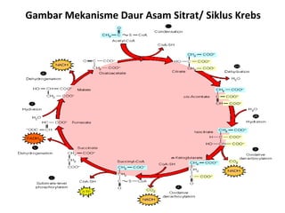 Gambar Mekanisme Daur Asam Sitrat/ Siklus Krebs
 