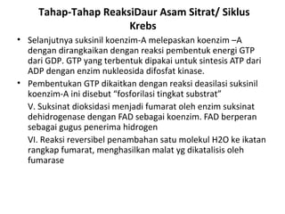 Tahap-Tahap ReaksiDaur Asam Sitrat/ Siklus
                      Krebs
• Selanjutnya suksinil koenzim-A melepaskan koenzim –A
  dengan dirangkaikan dengan reaksi pembentuk energi GTP
  dari GDP. GTP yang terbentuk dipakai untuk sintesis ATP dari
  ADP dengan enzim nukleosida difosfat kinase.
• Pembentukan GTP dikaitkan dengan reaksi deasilasi suksinil
  koenzim-A ini disebut “fosforilasi tingkat substrat”
  V. Suksinat dioksidasi menjadi fumarat oleh enzim suksinat
  dehidrogenase dengan FAD sebagai koenzim. FAD berperan
  sebagai gugus penerima hidrogen
  VI. Reaksi reversibel penambahan satu molekul H2O ke ikatan
  rangkap fumarat, menghasilkan malat yg dikatalisis oleh
  fumarase
 