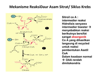 Mekanisme ReaksiDaur Asam Sitrat/ Siklus Krebs

                             Sitroil co A :
                             intermedier reaksi
                             Hidrolisis senyawa
                             intermedier tioester 
                             menyebabkan reaksi
                             berikutnya bersifat
                             sangat eksergonik
                             Co A yang dihasilkan
                             langsung di recycled
                             untuk reaksi
                             pembentukan Asetil
                             CoA
                             Dalam keadaan normal
                              OAA rendah
                             dimitokondria
 