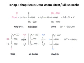 Tahap-Tahap ReaksiDaur Asam Sitrat/ Siklus Krebs
 