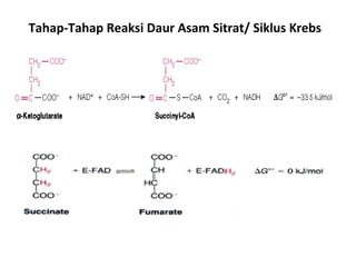 Tahap-Tahap Reaksi Daur Asam Sitrat/ Siklus Krebs
 