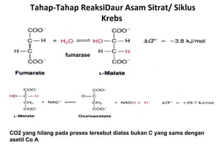 Tahap-Tahap ReaksiDaur Asam Sitrat/ Siklus
                        Krebs


                   fumarase




CO2 yang hilang pada proses tersebut diatas bukan C yang sama dengan
asetil Co A
 